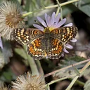 Butterfly Walks