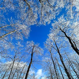 Winter Tree & Shrub Identification Walk