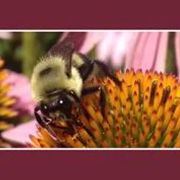 Senior Science: The Importance of Bees: ...