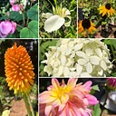 Fall Plant Sale