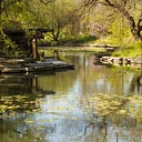 Lily Pool Closed