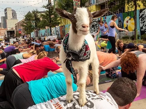 Goat Yoga