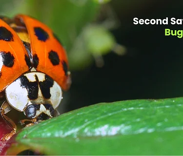 Second Saturday: Bug Crafts
