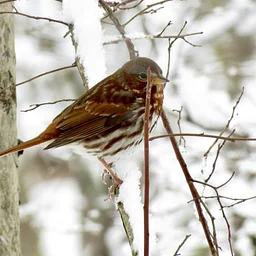 Resident Birds of Winter