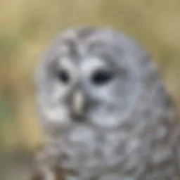 Owl Prowl