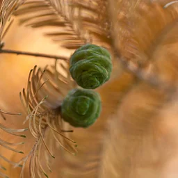 Garden & Estate Insider: Conifers of the Pinetum
