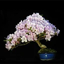 2026 The Art of Bonsai: Sept-Saturday