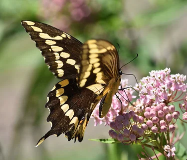 Gardening for Butterflies