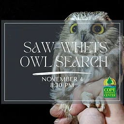 Saw-whet Owl Search