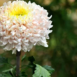 A Festival of Fabulous Mums