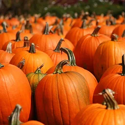 Mosaique – A Piano Trio with a Girl Singer Plus Conway’s Halloween Party