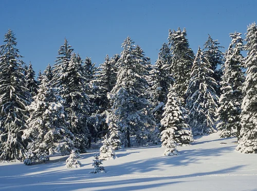 Olmsted and the Arnold Arboretum