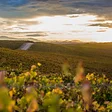Brick Barn Wine Estate
