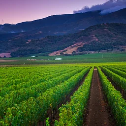 MORGAN VINEYARDS WINE DINNER