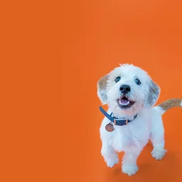 Puppy Playschool