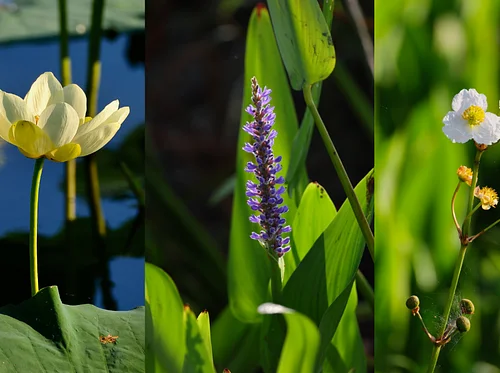 🌺Aquatic Plants🌺