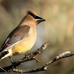 September Birding at Shawangunk Grasslands