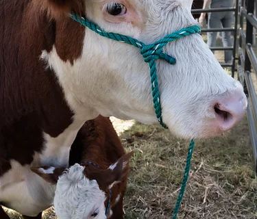 Coffee with the Cows & Open House