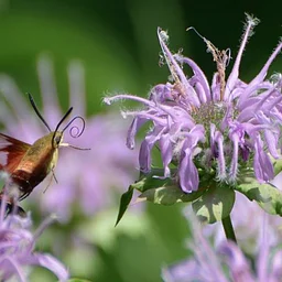 Tree Time: Butterflies & Moths II