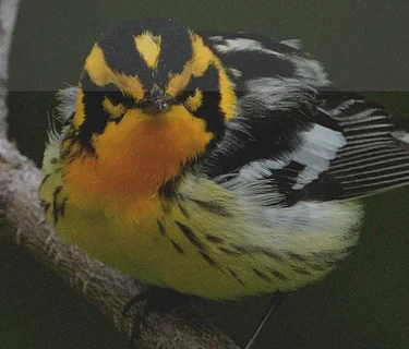 23rd Annual Downeast Spring Birding Festival