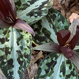 March Garden Tour