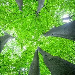 Canopy Exploration and Tree Climbing with Women's Tree Climbing Workshop