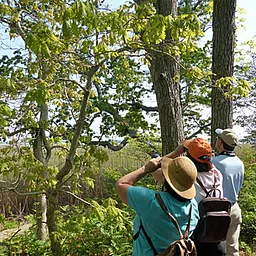 Wednesday Fall Migration Bird Walk at Hammonasset