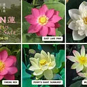 Lotus Plant Sale
