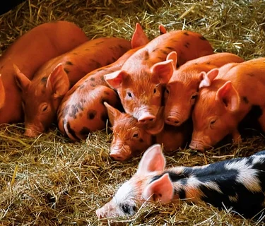 Behind the Scenes Tour – Baby Animals