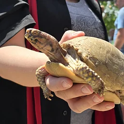 TURTLE RACES - Autumn Edition with Hickory Knolls Discovery Center & TamalesPlus