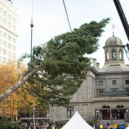 Stimson Lumber Tree Arrival