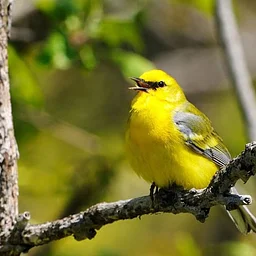 Birding Basics at the Eastchester Public Library (for everyone)