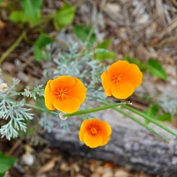 Rain Gardens Biking Tour in San Gabriel and Alhambra