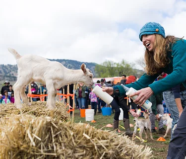 Baby Goat Bottle Feeding & Dairy Farm Tour