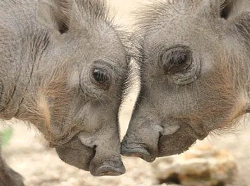 The Improv JAM-BER-REE