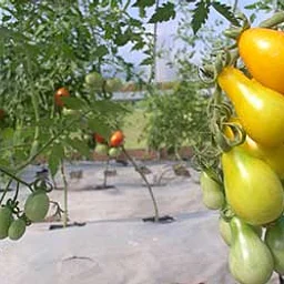 Harvest Tips & Tricks