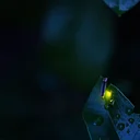 Lightning Bug Show for All Ages