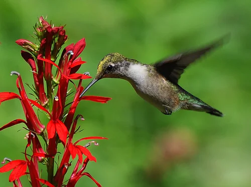 Hummingbird Trivia
