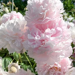 New England Flower Show - Wellesley, MA