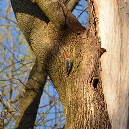Wednesday Walk: Spring Birding