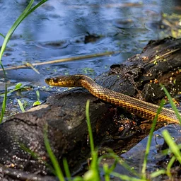 Animal Encounter: Misunderstood No More (for families, ages 4+)