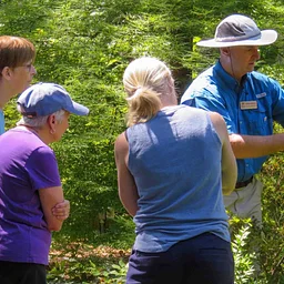Pruning with Confidence: Small Trees and Shrubs