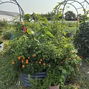 Season Extension & Putting Your Garden to Bed