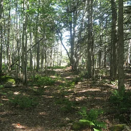Volunteer Workday: Rene Henderson Preserve