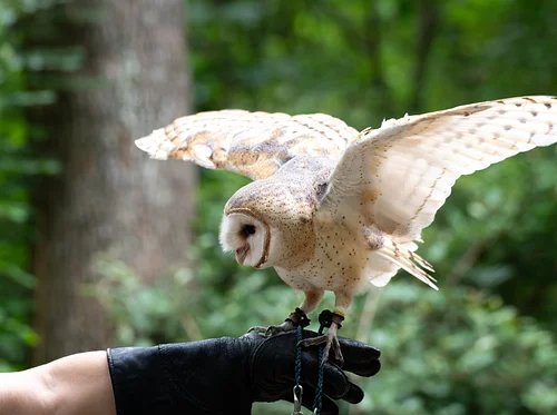 Hard of Hearing Night: Owl Odyssey