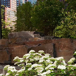 FOREST BATHING FOR CLIMATE