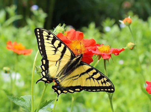 Discovery Table: Native Plants and Pollinators