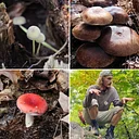 Mushroom Walk