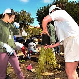 Transforming Lawns: A Sustainable Approach