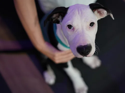 PUPPY YOGA